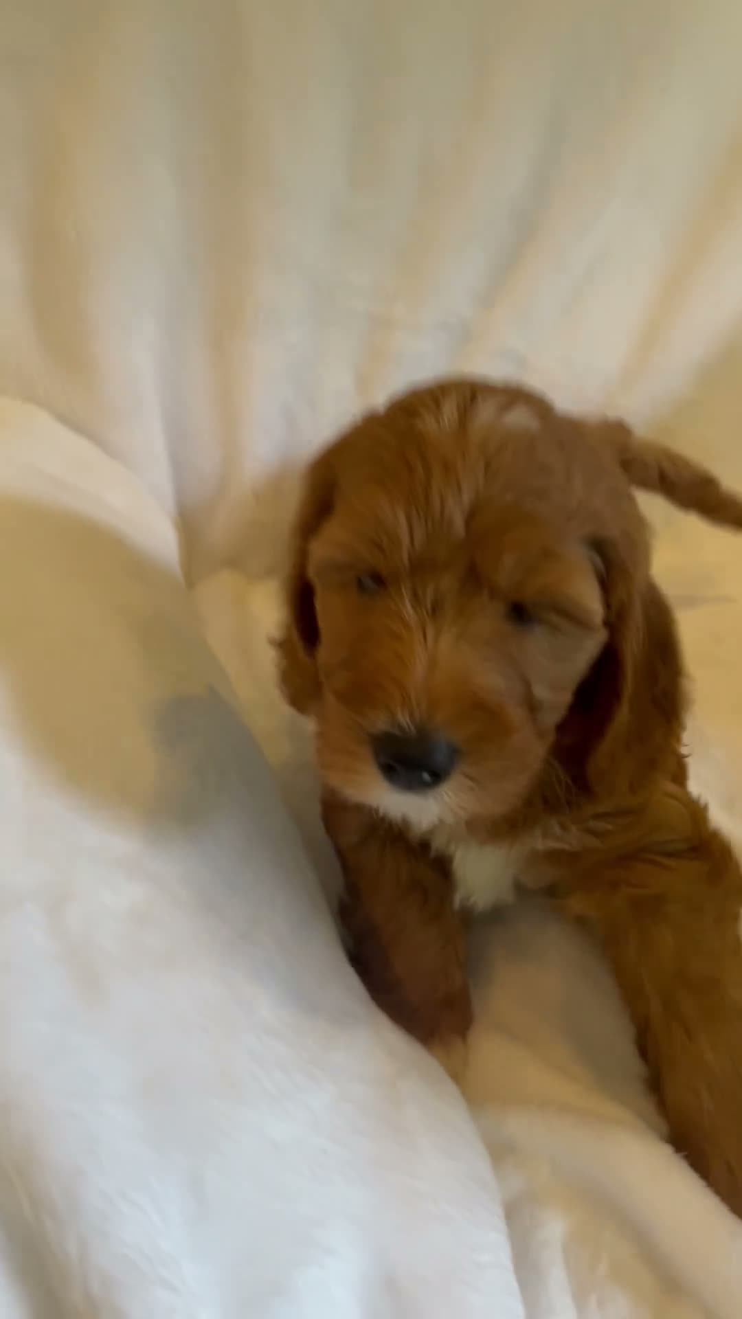Goldendoodle dogs for sale: Red - Video 1
