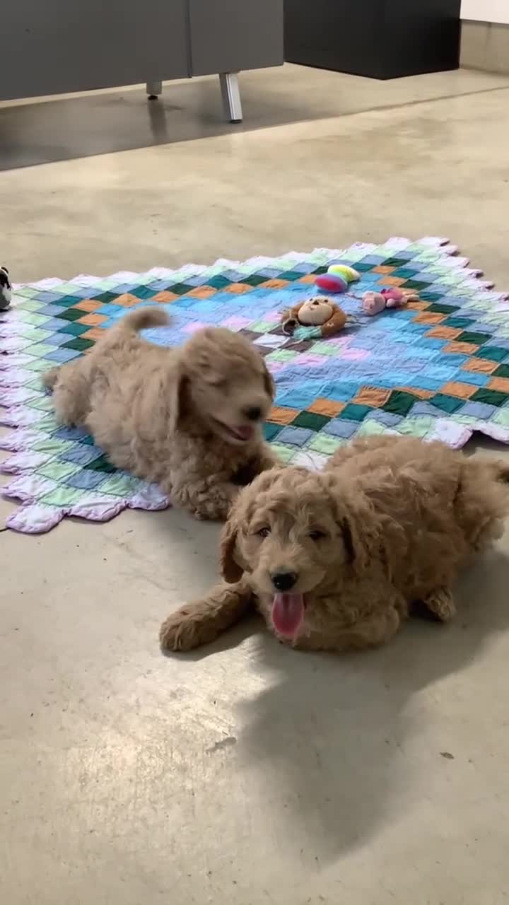 Goldendoodle dogs for sale: Goldendoodle Puppy 1 - Video 1