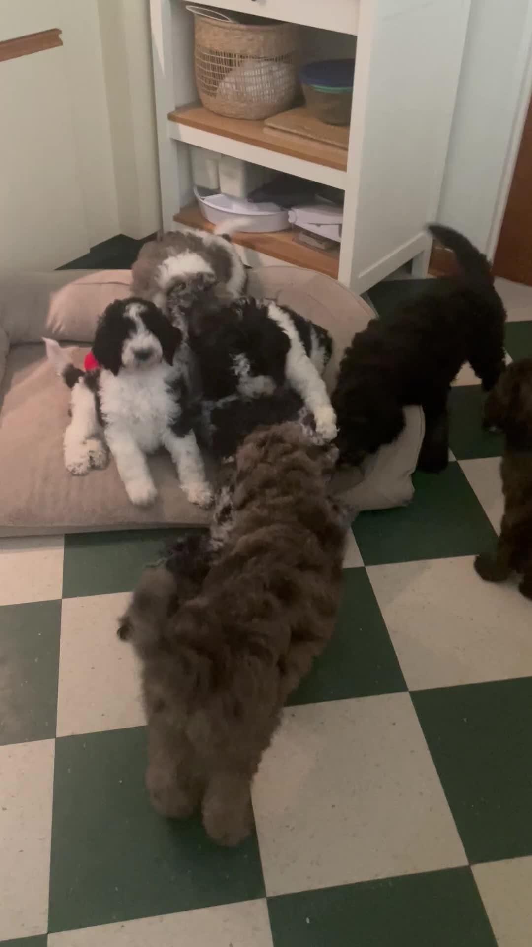 Bernedoodle dogs for sale: Cookie - Video 1