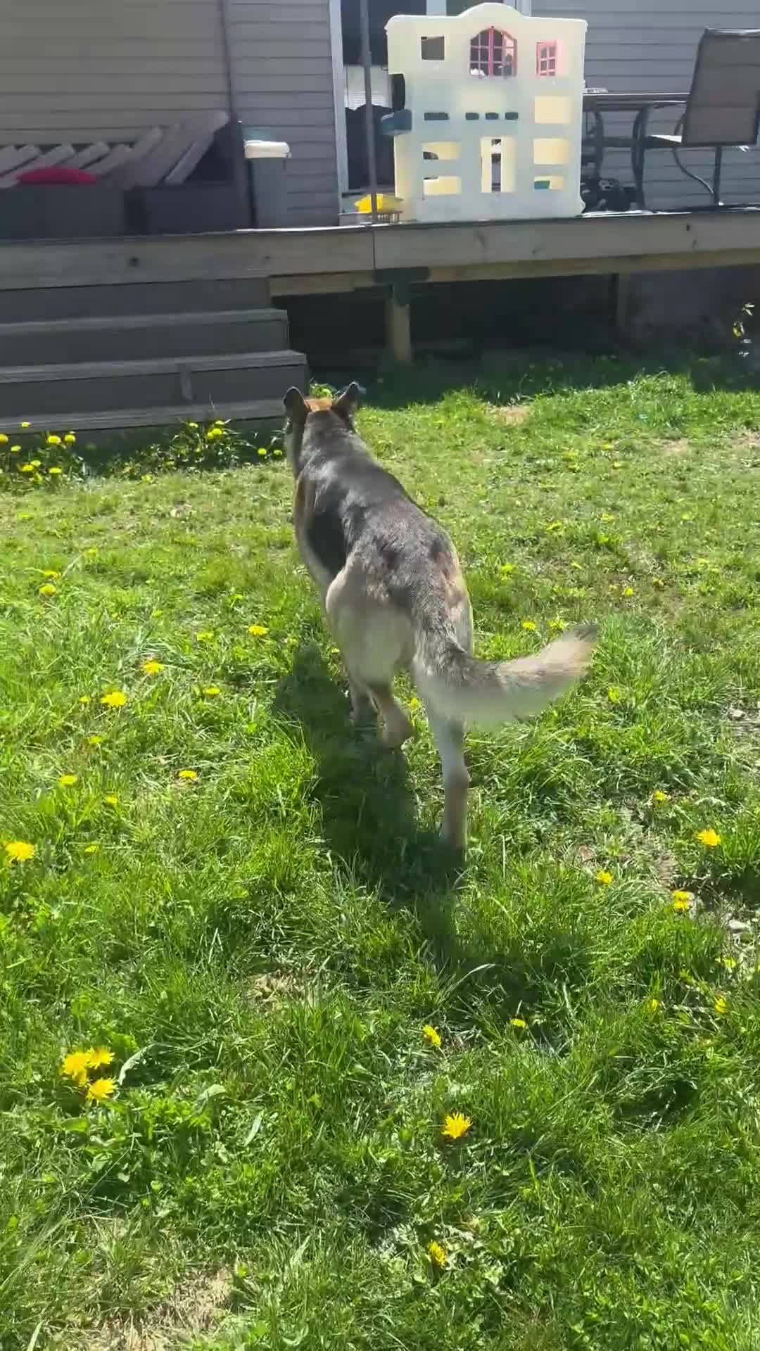 Mixed Breed dogs for sale: Doberman German shepherd  - Video 2