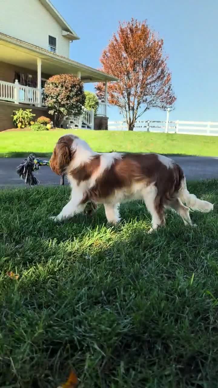 Cavalier King Charles Spaniel dogs for sale: Bingo  - Video 1