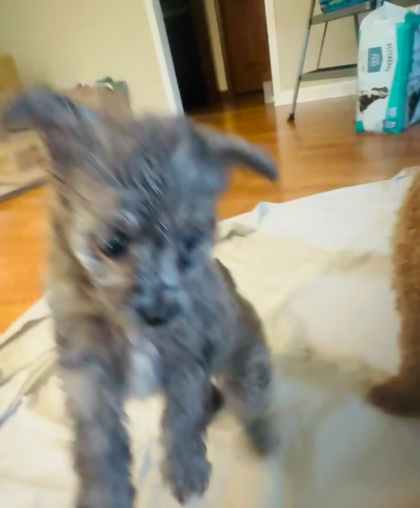 Pomapoo dogs for sale: Duke  - Video 1