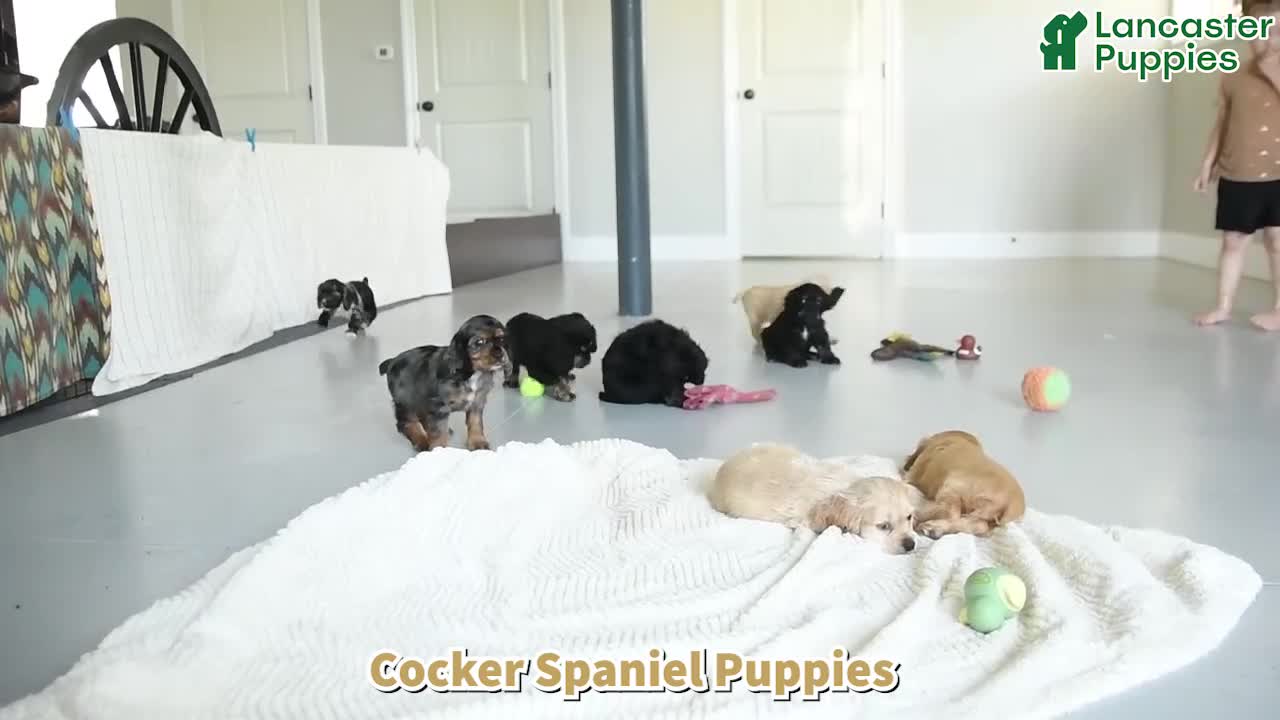 English Cocker Spaniel dogs for sale: Dakota - Video 1