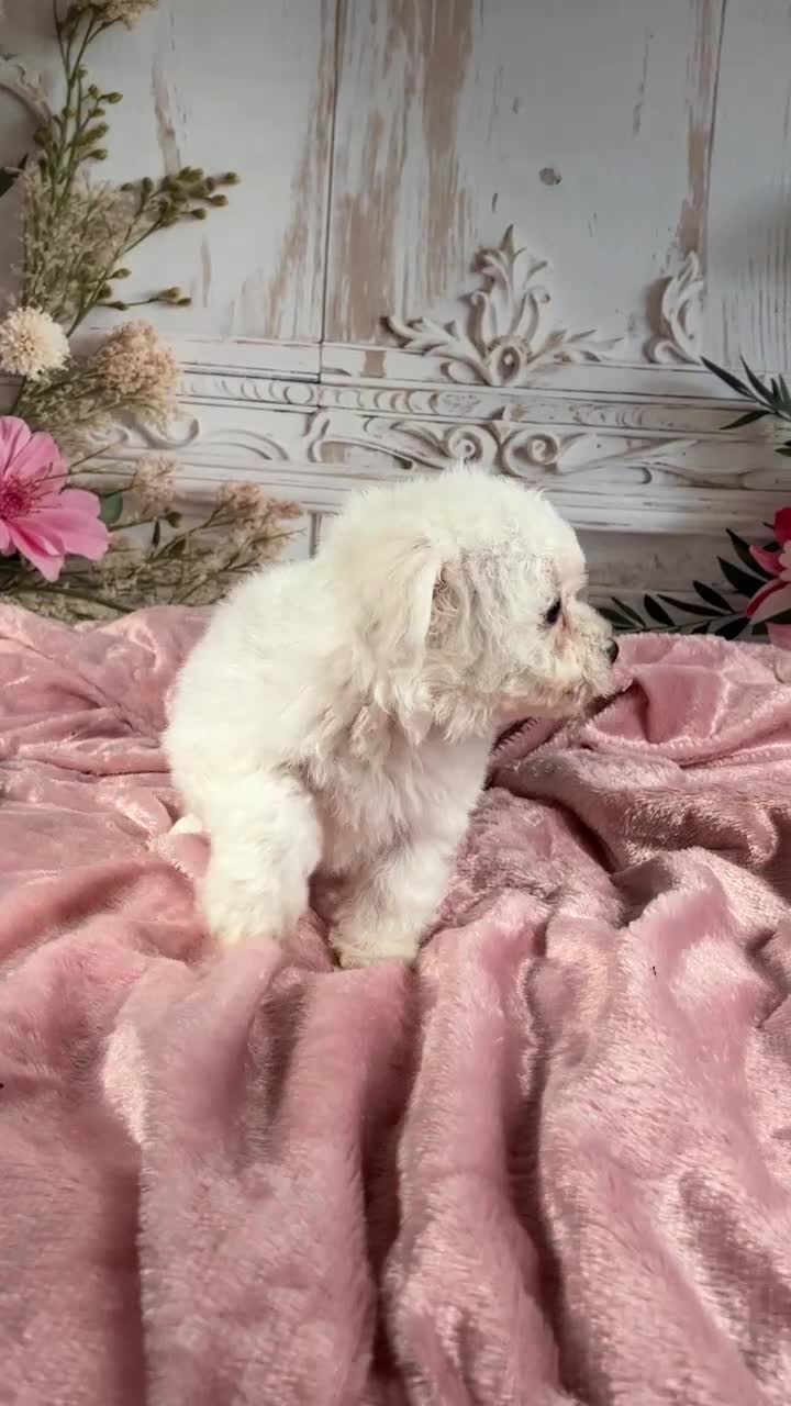 Bichon Frise dogs for sale: AKC-Rosie - Video 1