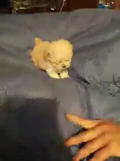 Maltipoo dogs for sale: Itty Bitty - Video 1