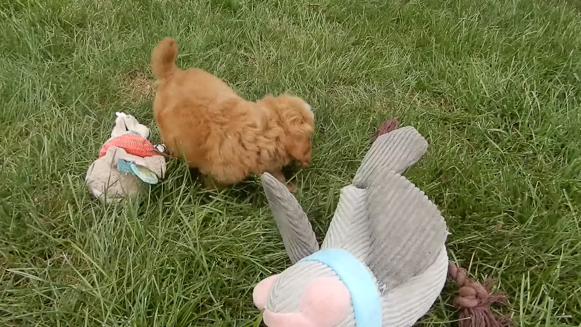 Mini Goldendoodle dogs for sale: Izzy - Video 1