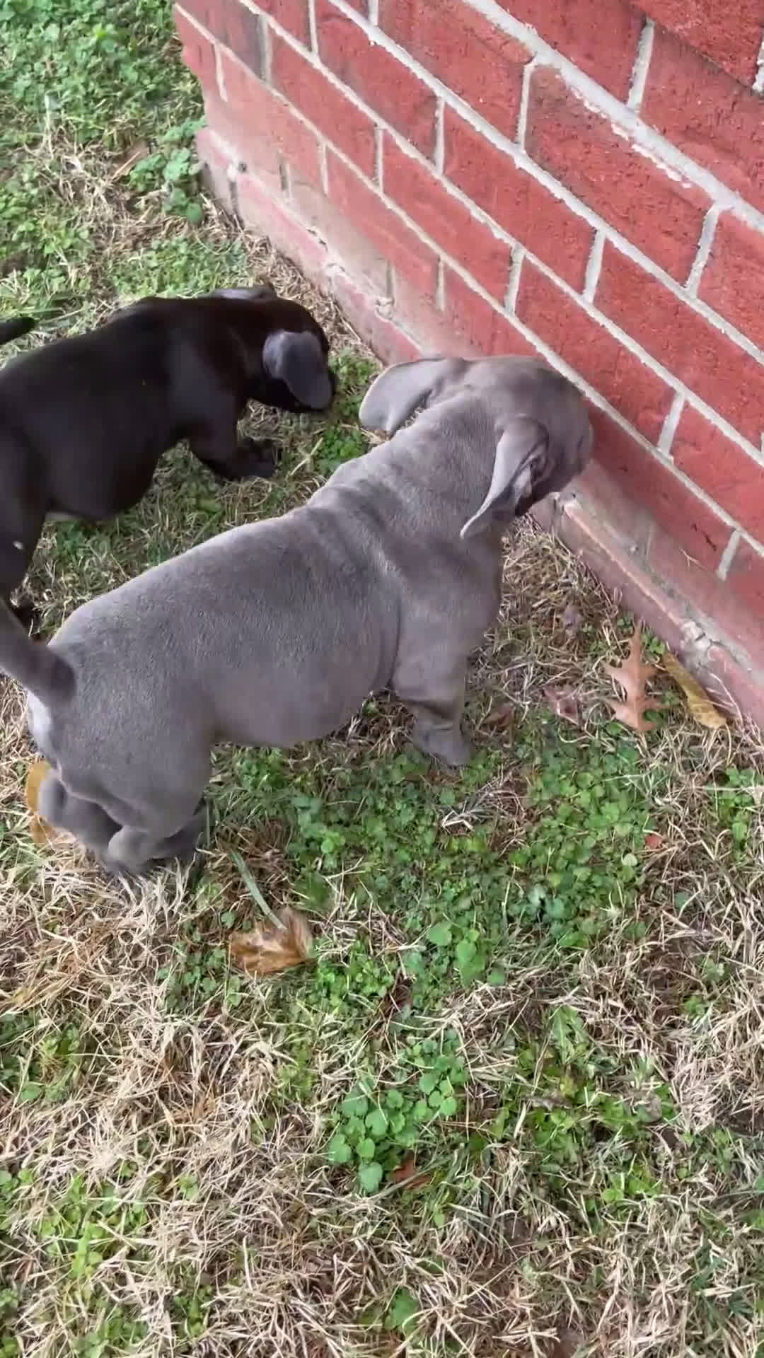 American Bully dogs for sale: Rocko - Video 1