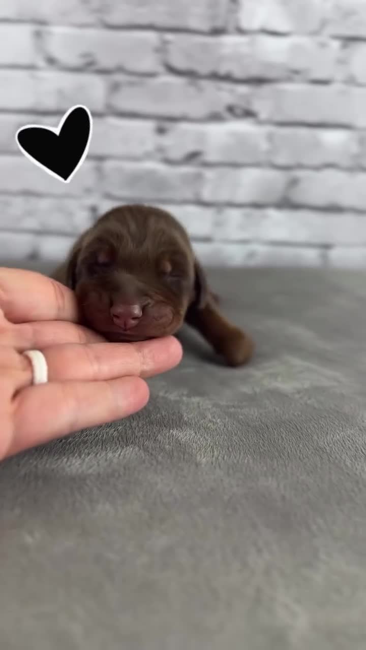 Doberman Pinscher dogs for sale: Phantom's The Process "Joel Embiid" European - Video 1