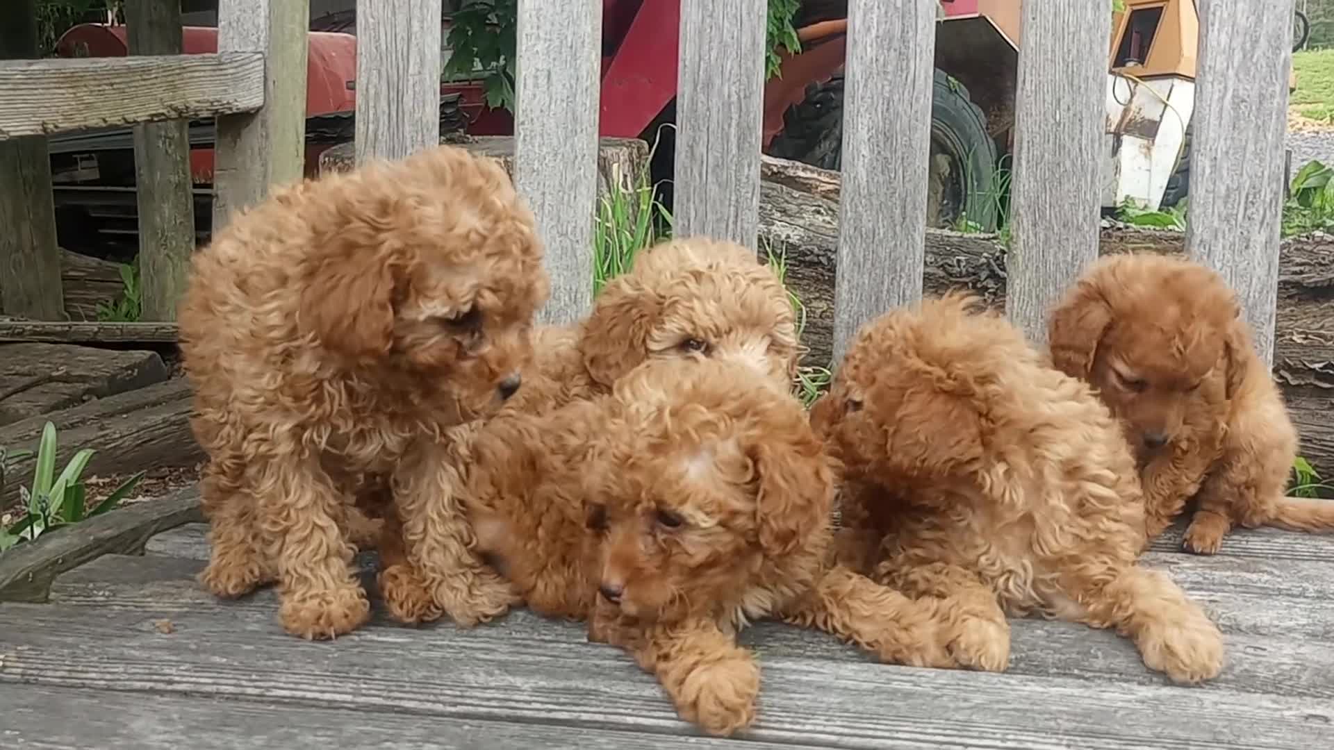 Toy Poodle dogs for sale: Muddy Paws - Video 3