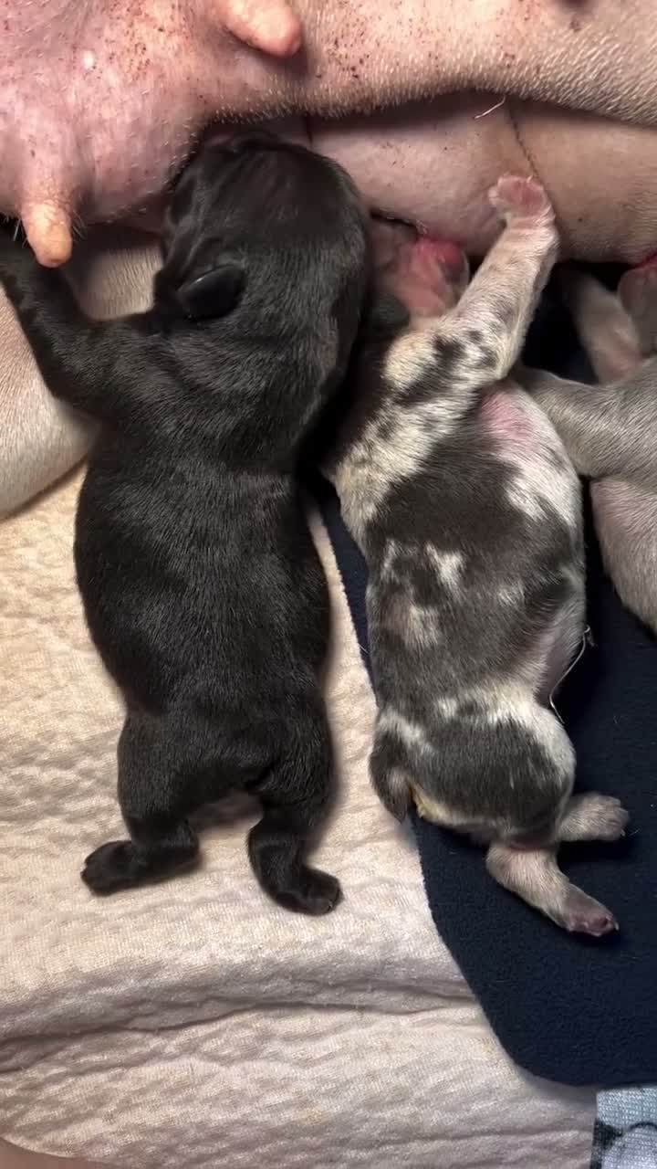 French Bulldog dogs for sale: Candy Coated Fright Night Fudge - Video 5
