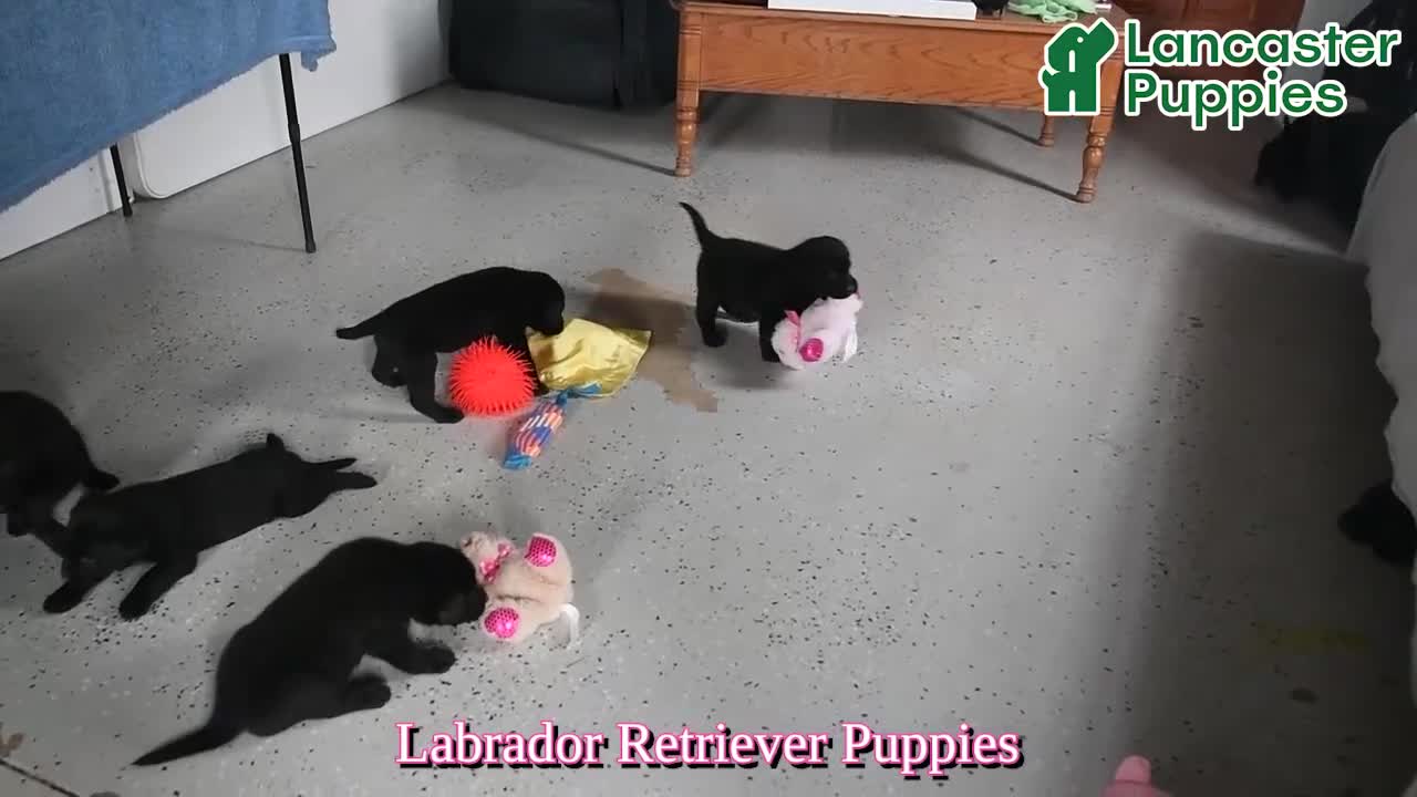 Labrador Retriever dogs for sale: Daisy - Video 1