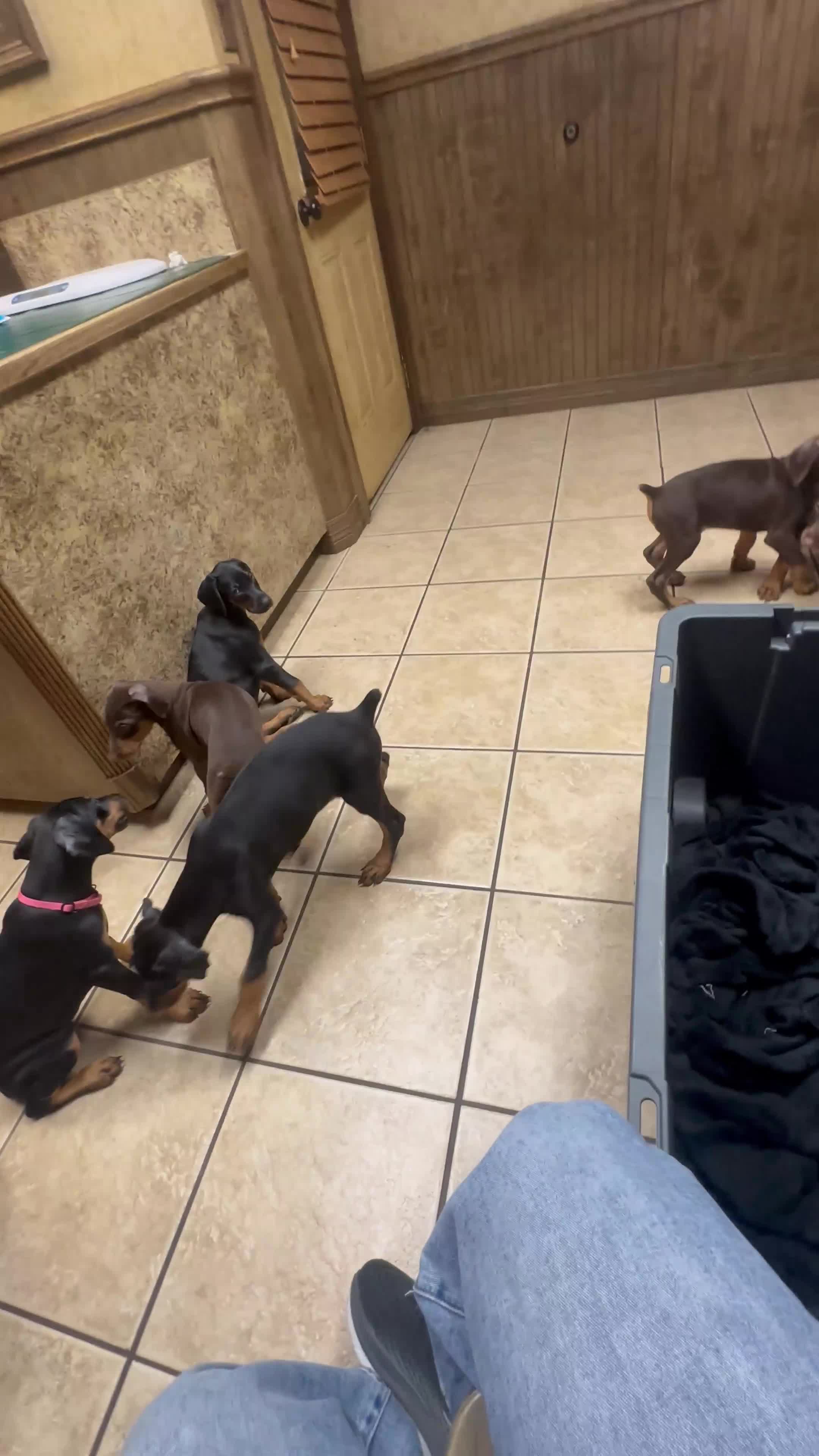 Doberman Pinscher dogs for sale: Doberman Pinscher 1 - Video 1