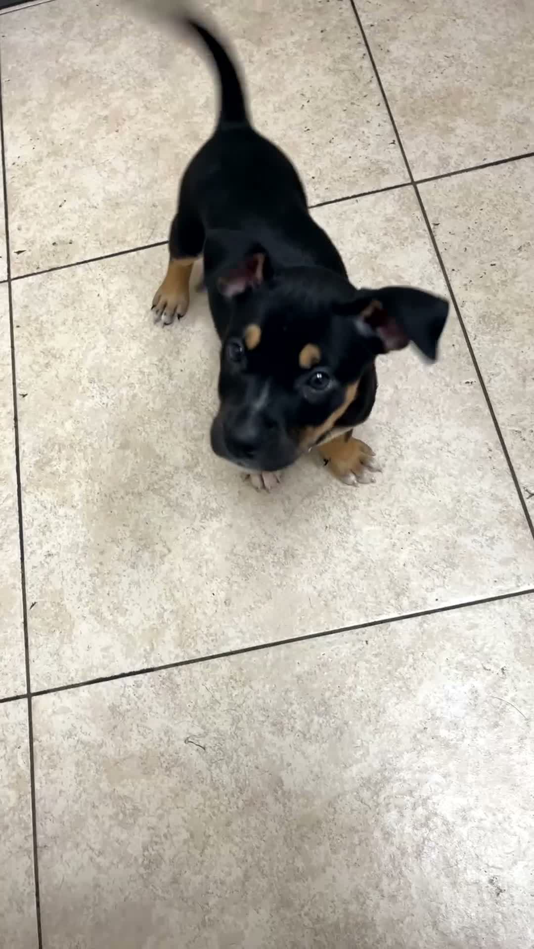 American Staffordshire Terrier dogs for sale: Ghost face - Video 1