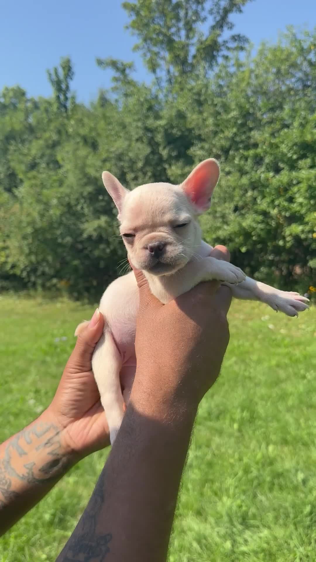 French Bulldog dogs for sale: McQueen  - Video 1