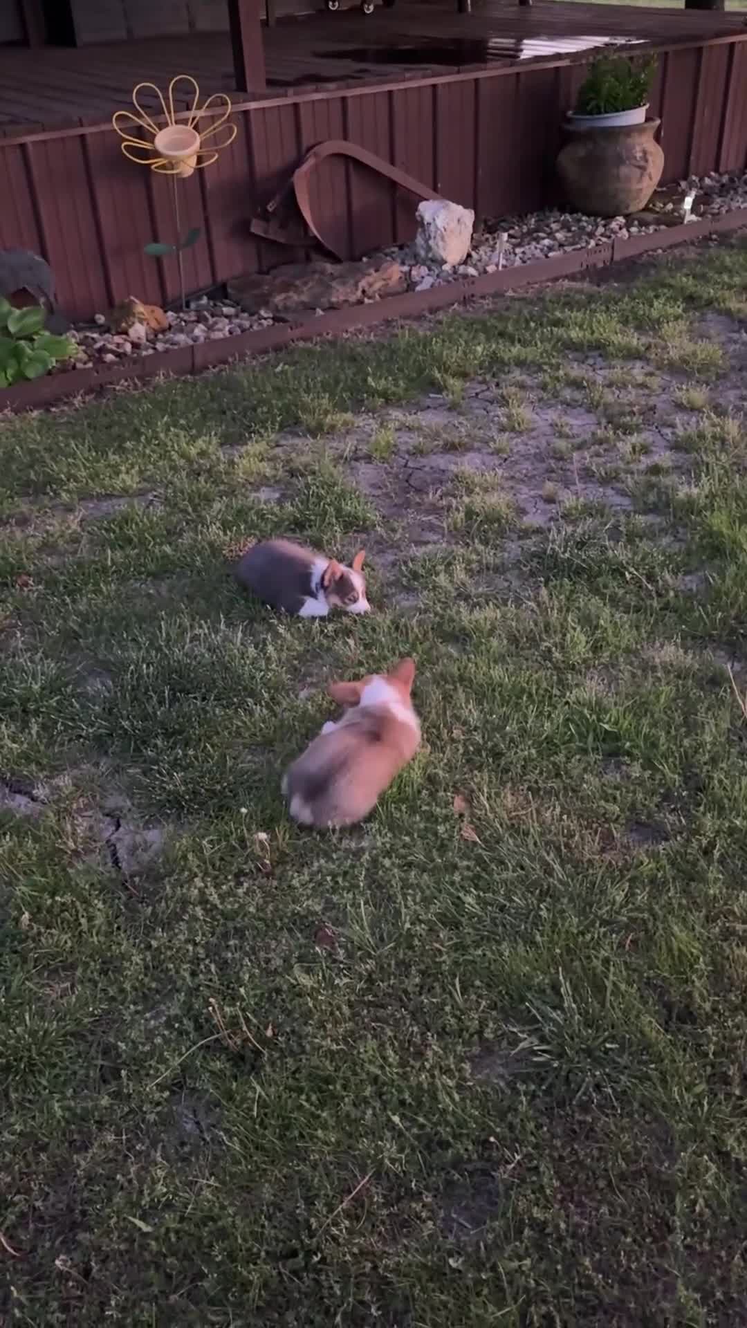 American Corgi dogs for sale: American Corgi Puppy 1 - Video 2