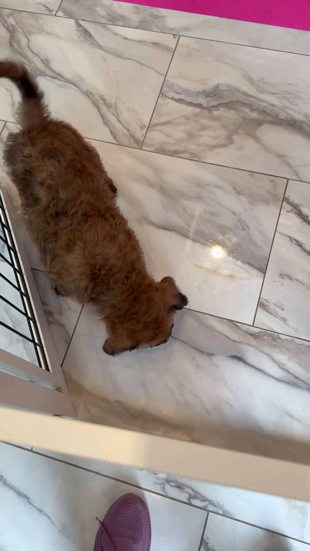 Mixed Breed dogs for sale: Brownie - Video 1