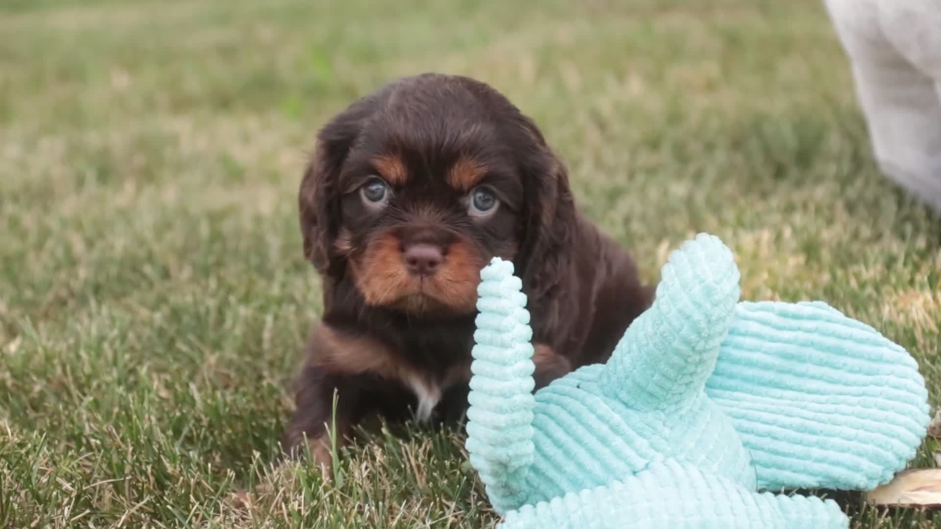 Cavalier King Charles Spaniel dogs for sale: Pollyanna Cavalier King Charles Spaniel  - Video 1