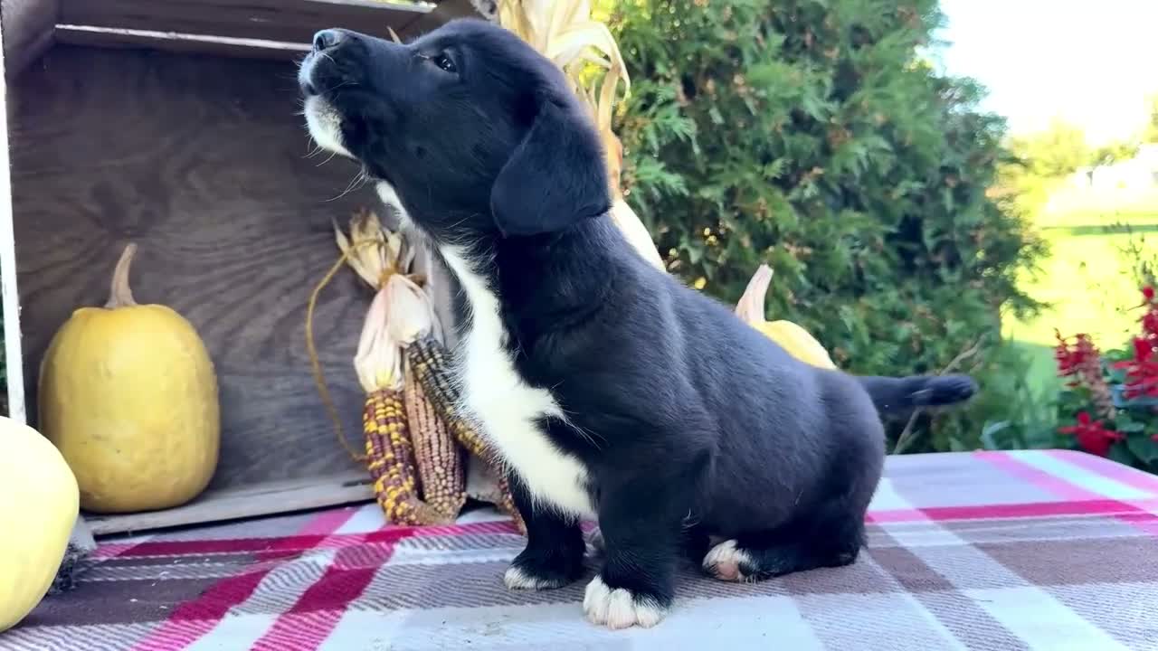 Mixed Breed dogs for sale: Randy Golden Corgi - Video 1