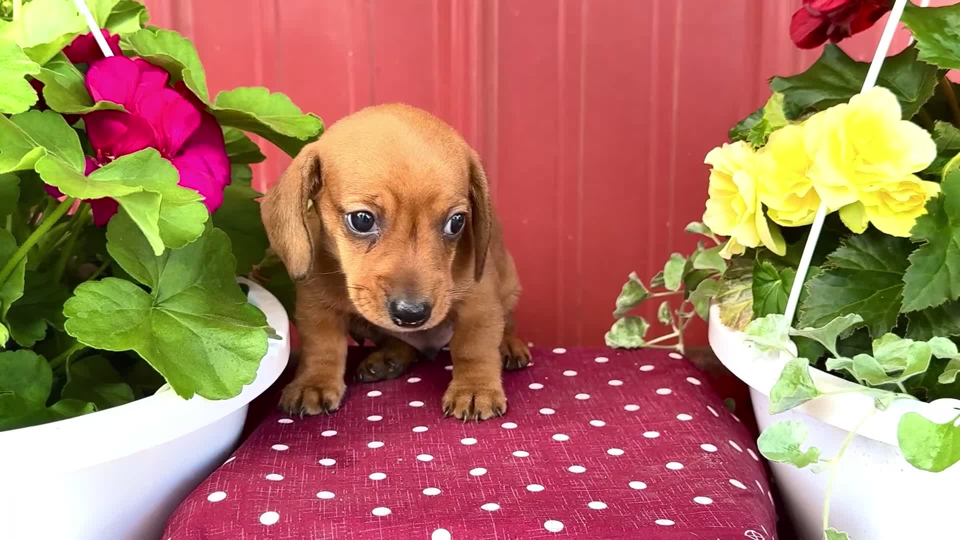 Miniature Dachshund dogs for sale: Ruben - Video 1