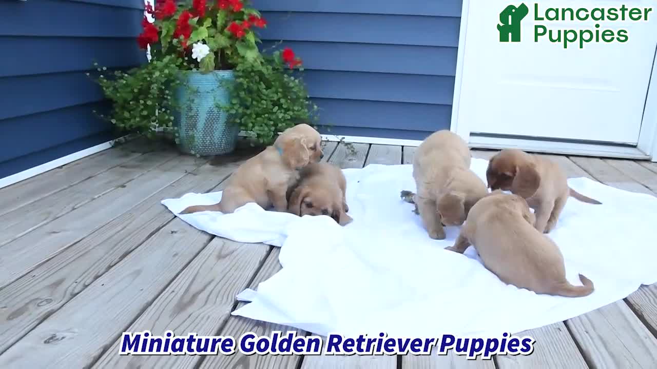 Miniature Golden Retriever dogs for sale: Squash - Video 1
