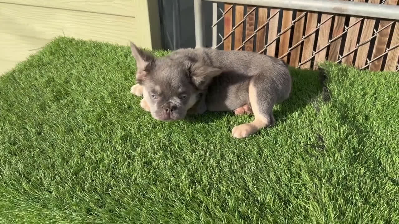 French Bulldog dogs for sale: ROCKY - LILAC TAN FLUFFY COMPACT HANDSOME PRINCE IN LA CA - USA DELIVERY  - Video 6