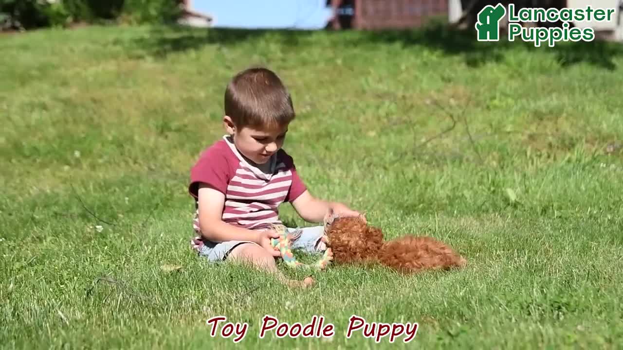 Toy Poodle dogs for sale: Tidbit - Video 1