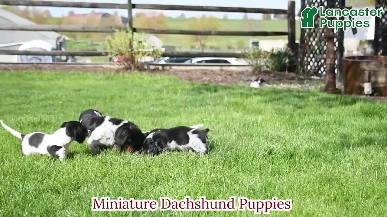 Miniature Dachshund dogs for sale: Digger - Video 2