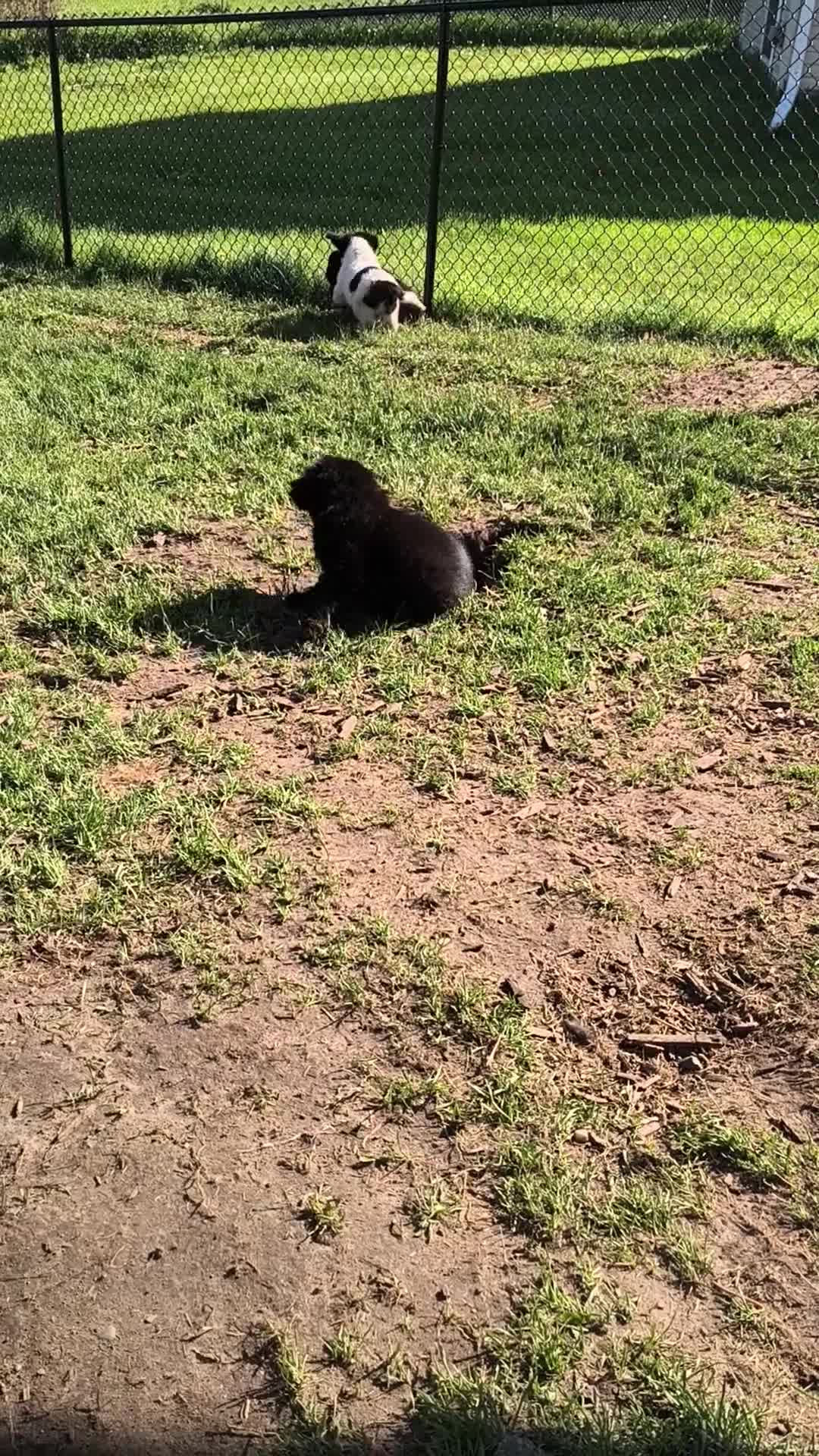 Newfoundland dogs for sale: Purple collar (formally Yellow collar) - Video 2