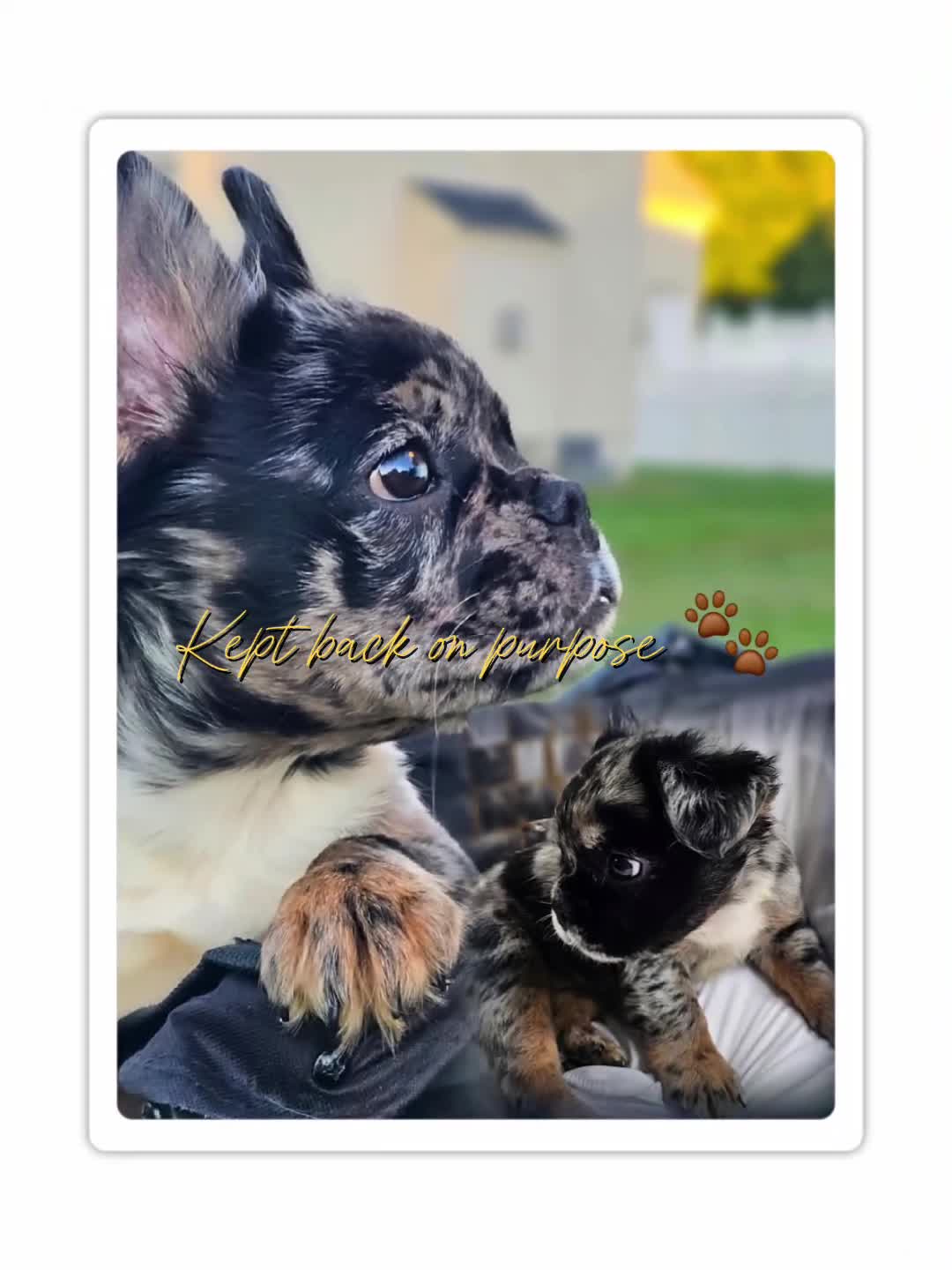 French Bulldog dogs for sale:  Rosado, The curious showstopper 🐾 - Video 1