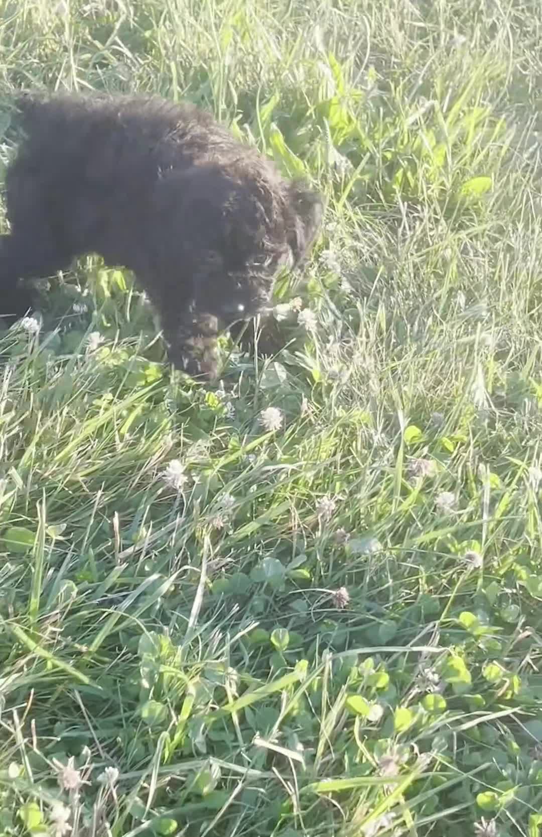 Toy Poodle dogs for sale: Onyx AKC - Video 1