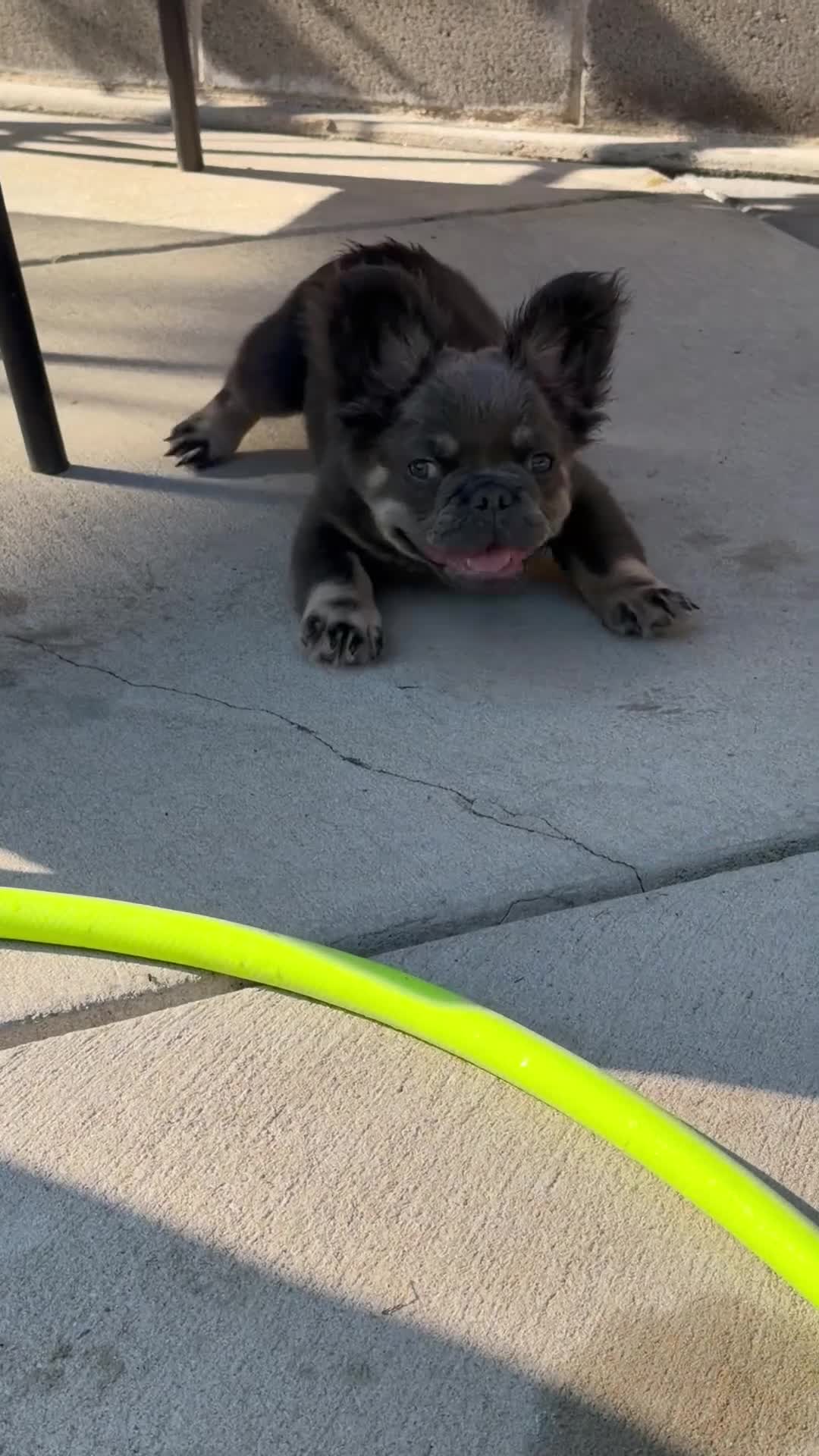 French Bulldog dogs for sale: Nuget - Video 1