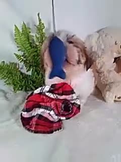 Shih Tzu dogs for sale: Paws - Video 1