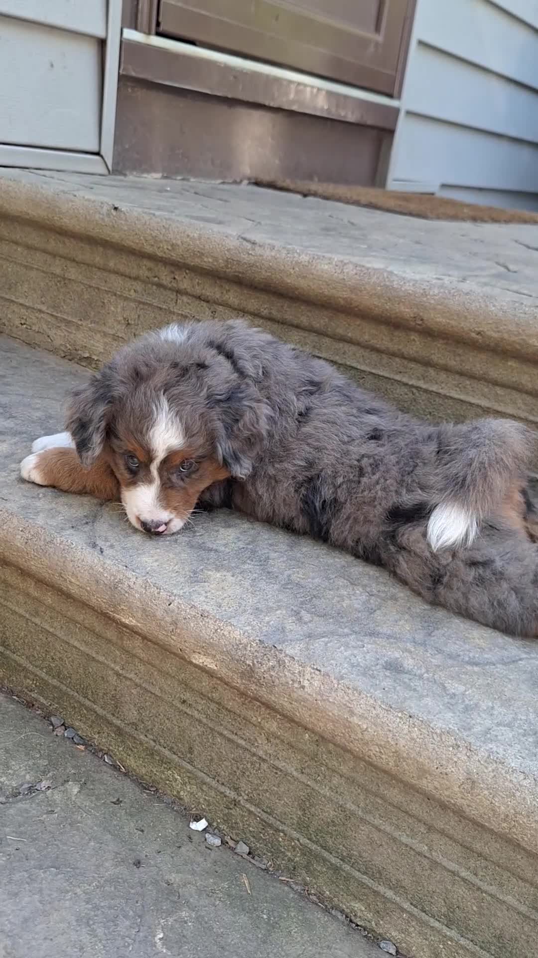 Mini Bernedoodle dogs for sale: Breeze - Video 1