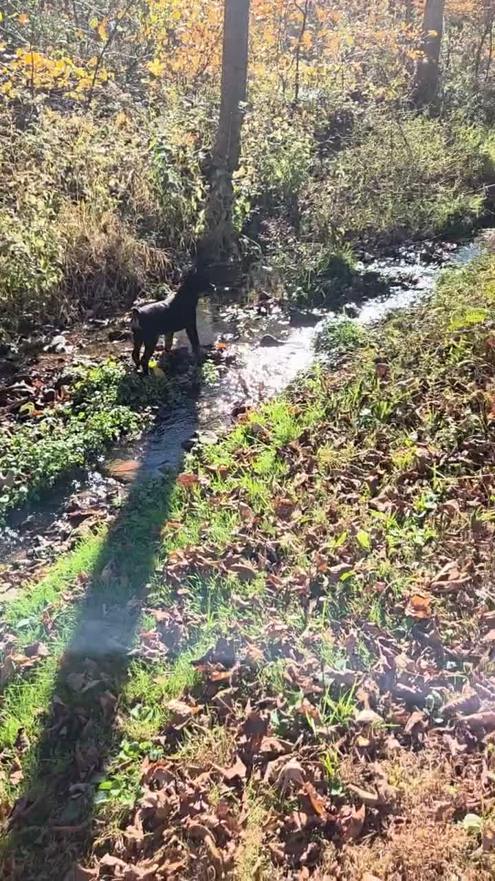 Rottweiler dogs for sale: Parker - Video 1