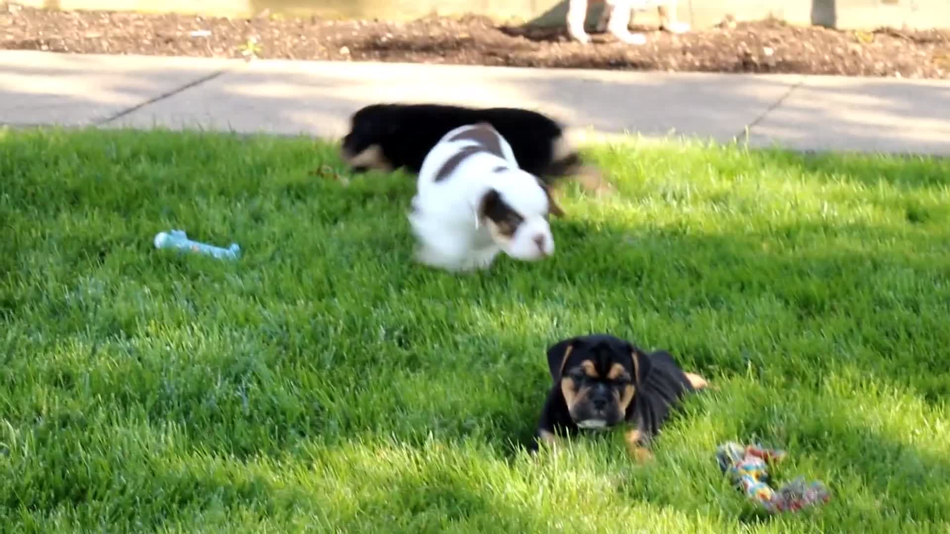 Beabull dogs for sale: Brittany - Video 5