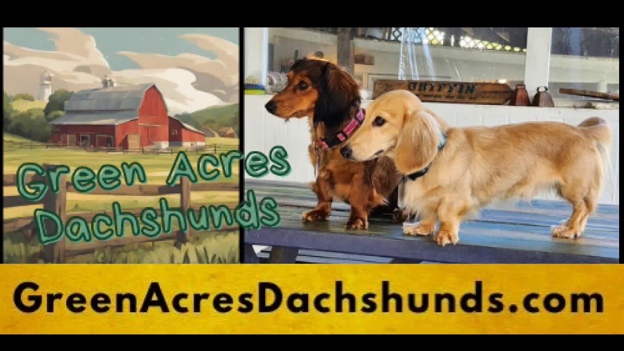Miniature Dachshund dogs for sale: Blondie - Video 3