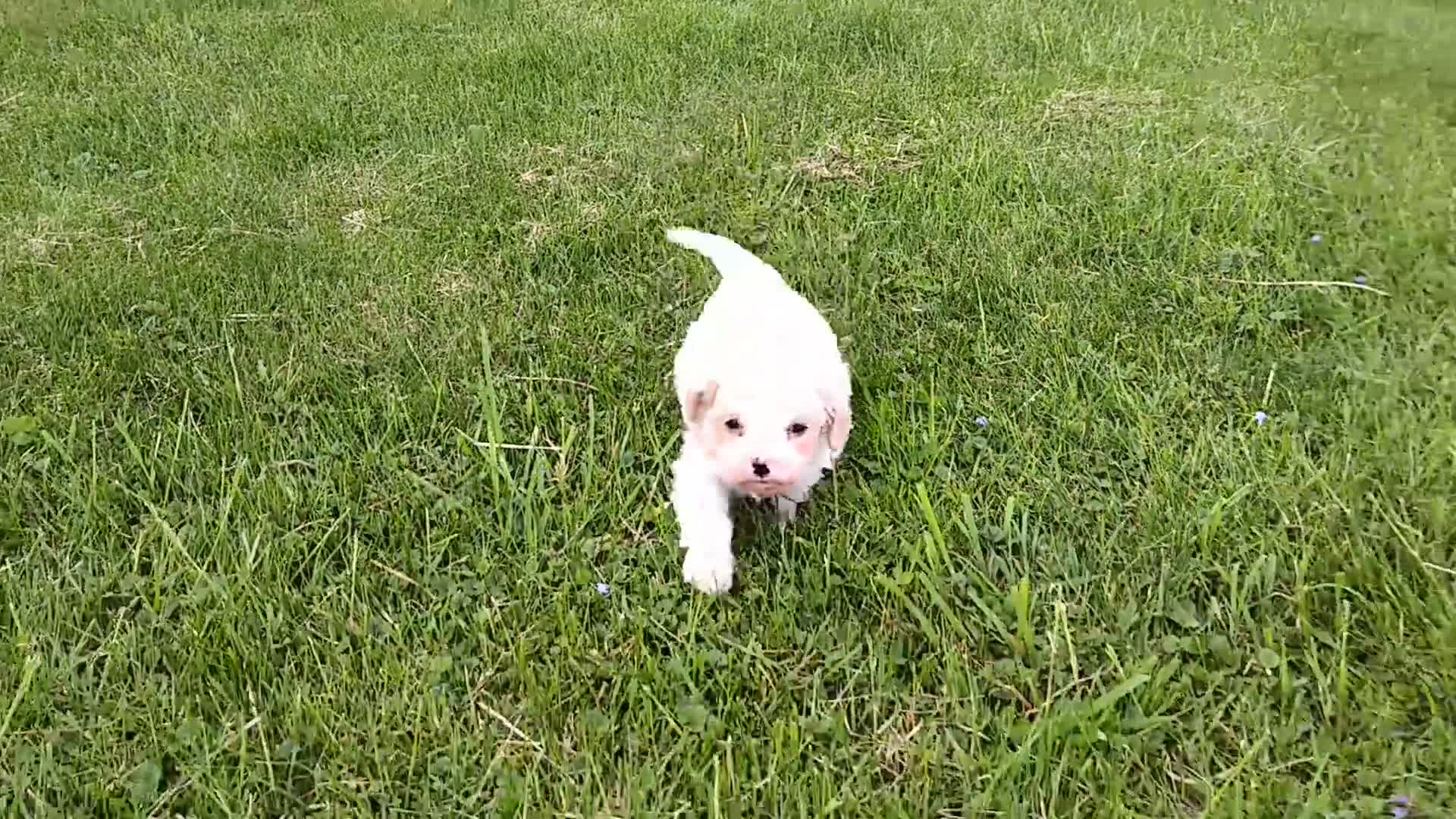 Mixed Breed dogs for sale: Mixed Breed Puppy 1 - Video 1