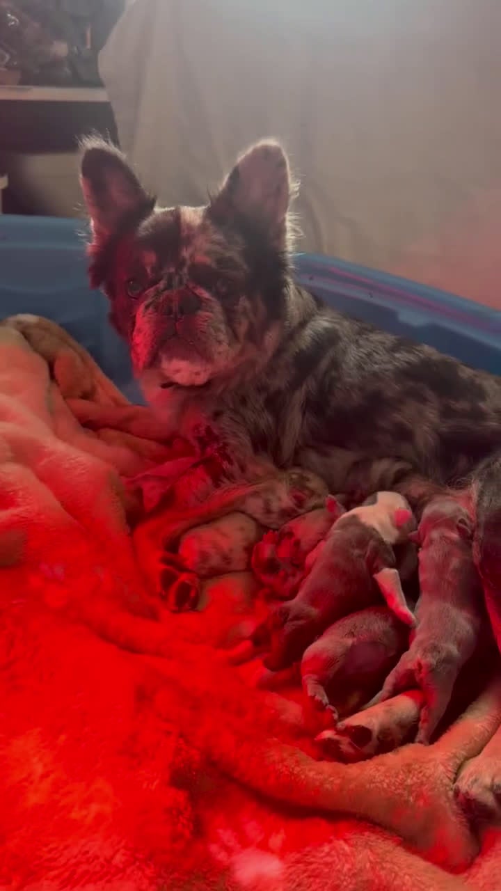 French Bulldog dogs for sale: Big Rope Lilac tan Merle Fluffy Male  - Video 5