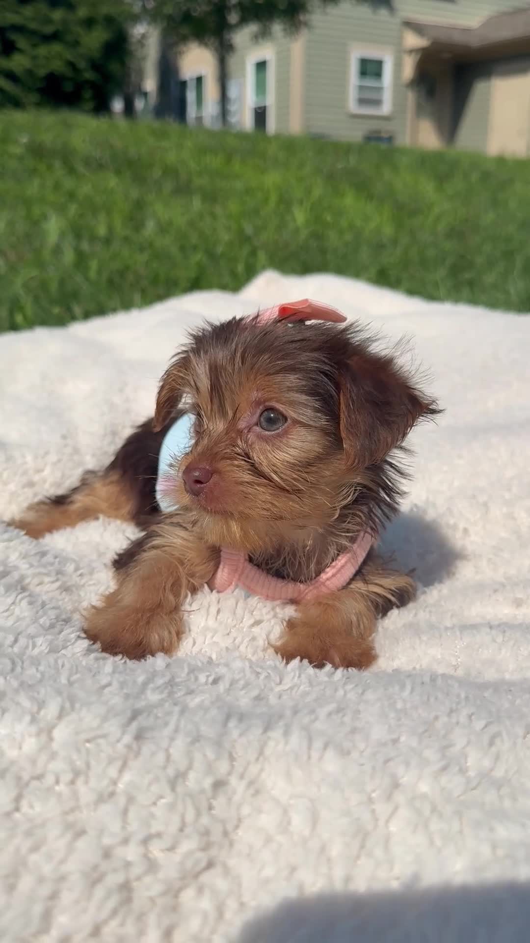 Yorkshire Terrier dogs for sale: Yorkshire Terrier 1 - Video 3