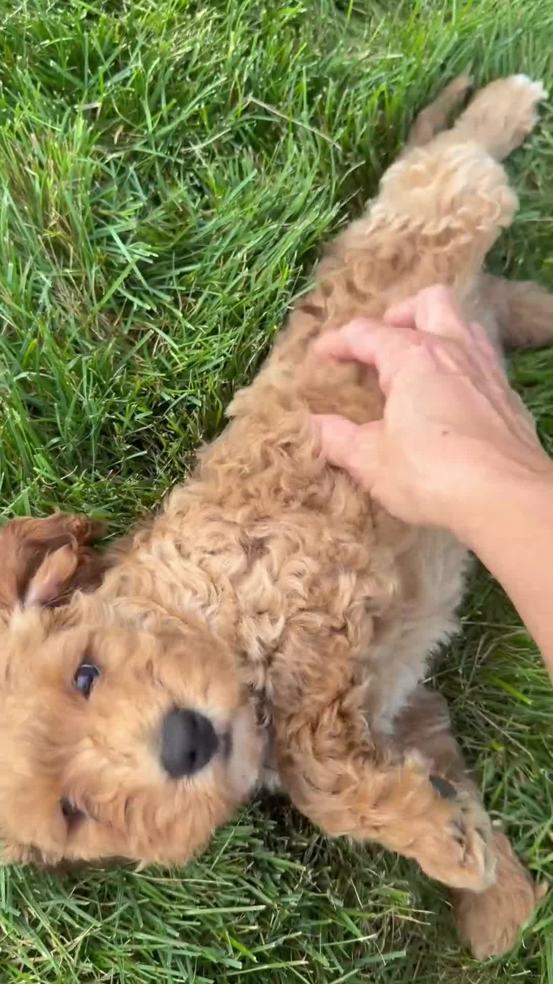 Mini Goldendoodle dogs for sale: Duke - Video 1