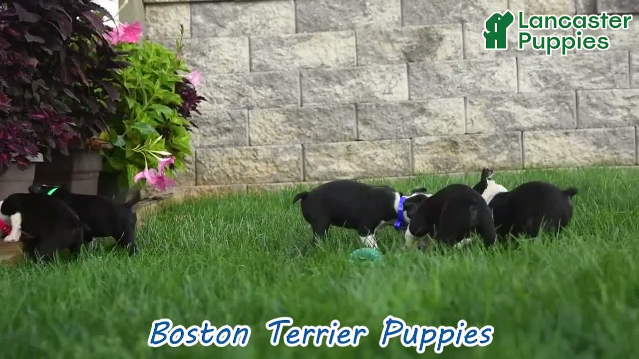 Boston Terrier dogs for sale: Ovalteen - Video 1