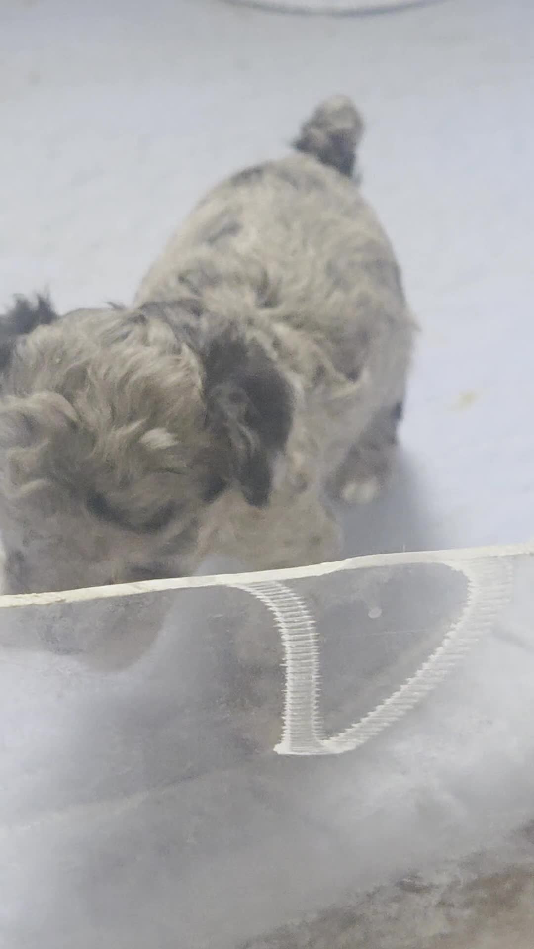 Toy Poodle dogs for sale: Toy Poodle 1 - Video 2