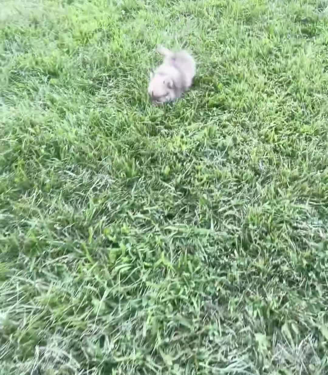 Pomeranian dogs for sale: Hudson - Video 1
