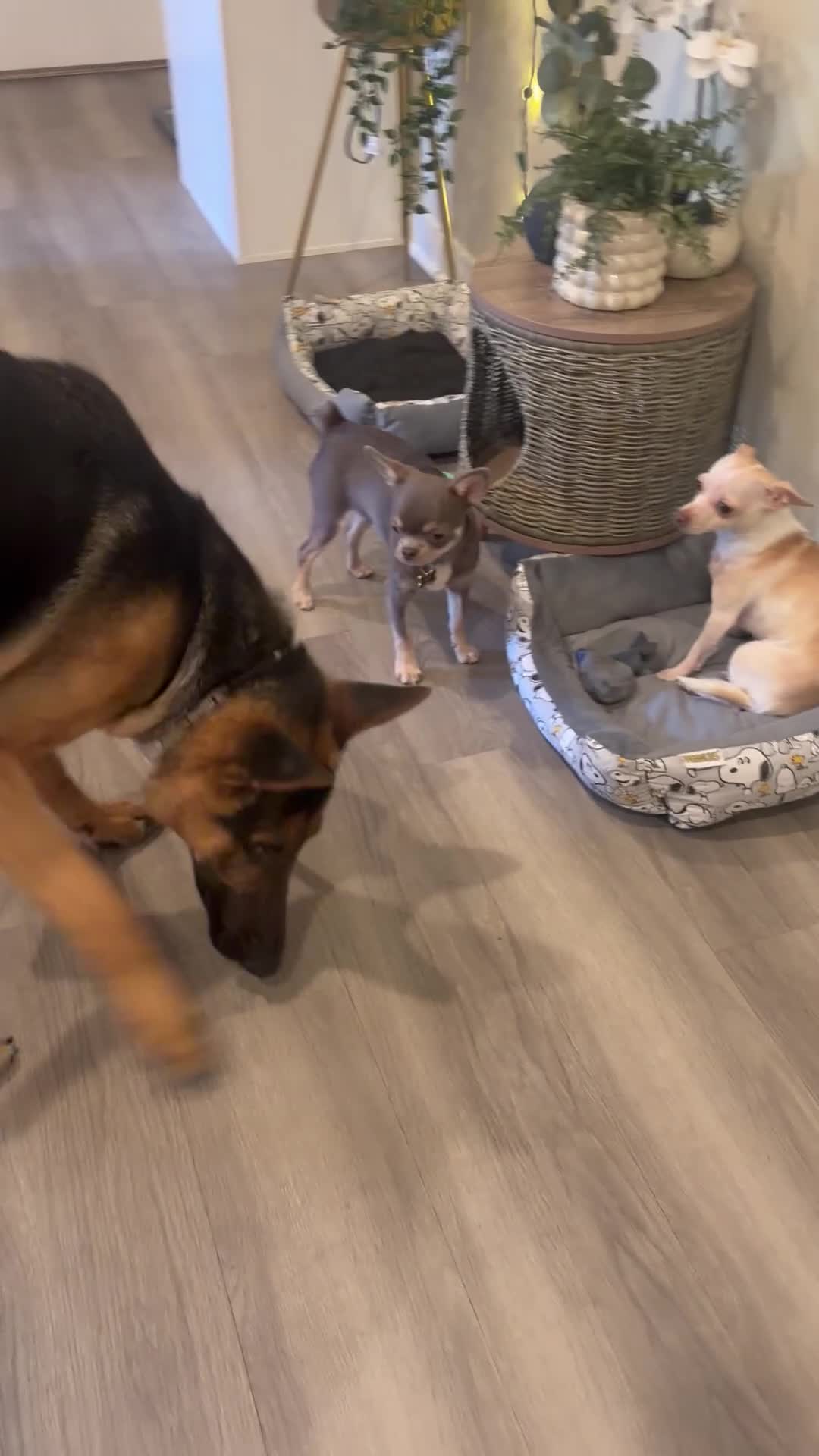 German Shepherd dogs for sale: Elvis - Video 5