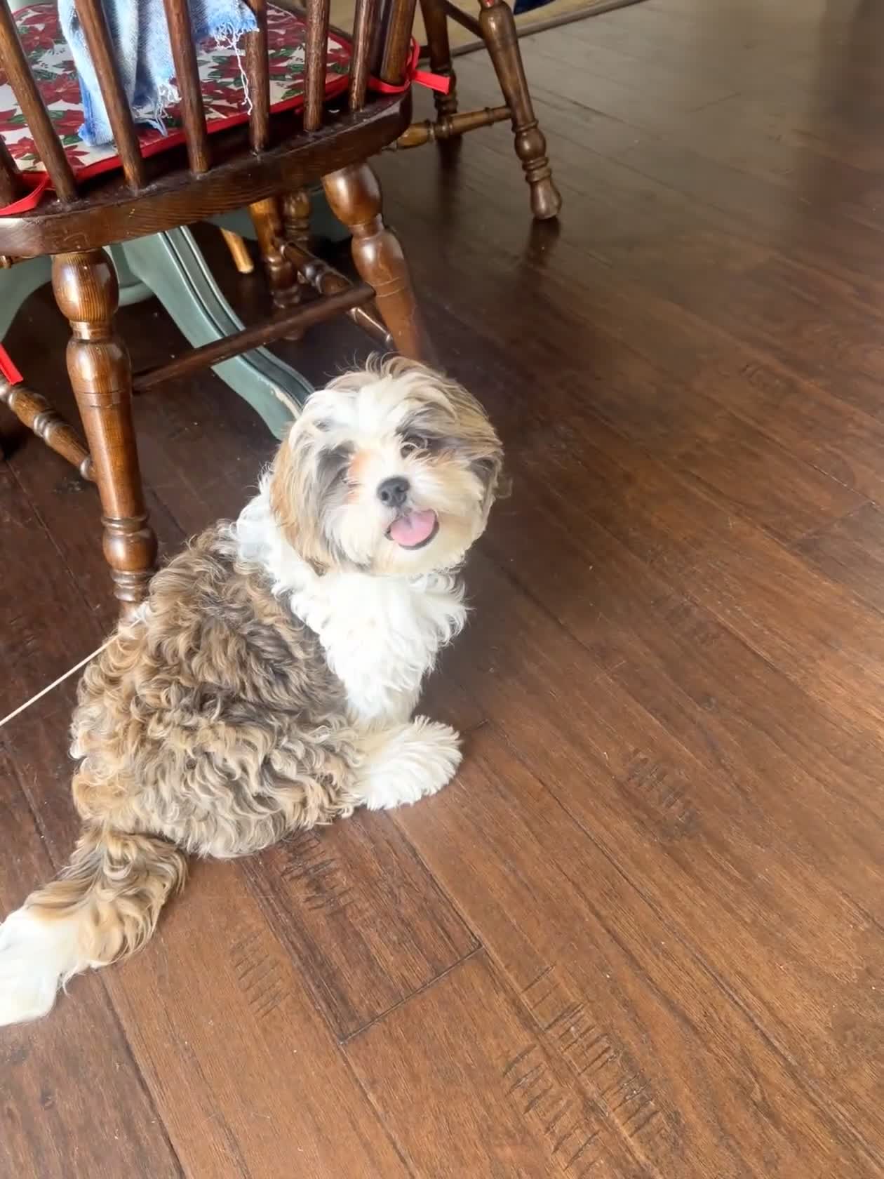 Shih Tzu dogs for sale: Yuno - Video 1