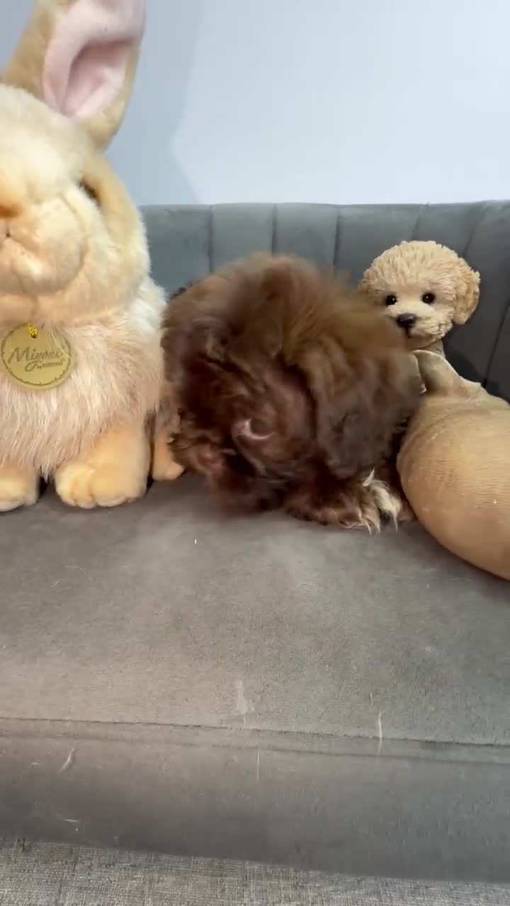 Shih Tzu dogs for sale: Shih Tzu 1 Nico - Video 1