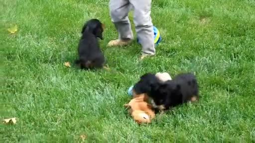 Cavalier King Charles Spaniel dogs for sale: Zane - Video 1