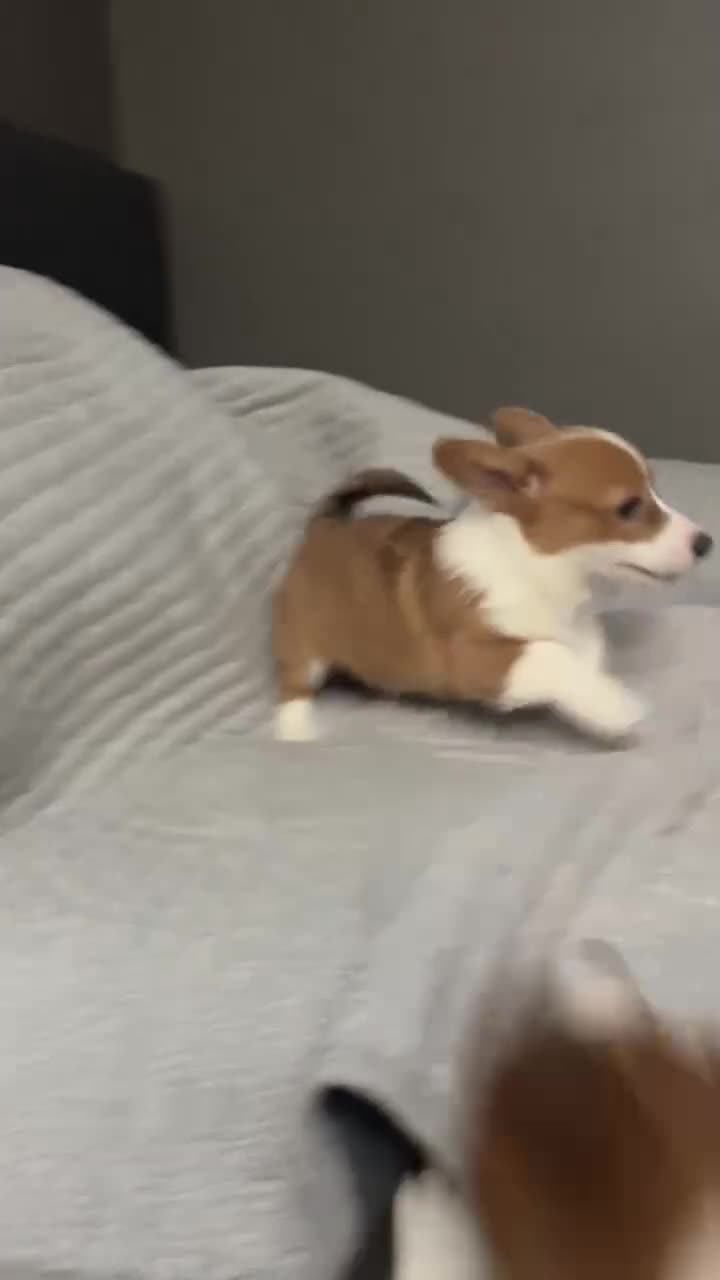 Welsh Corgi Pembroke dogs for sale: Lav - Video 2