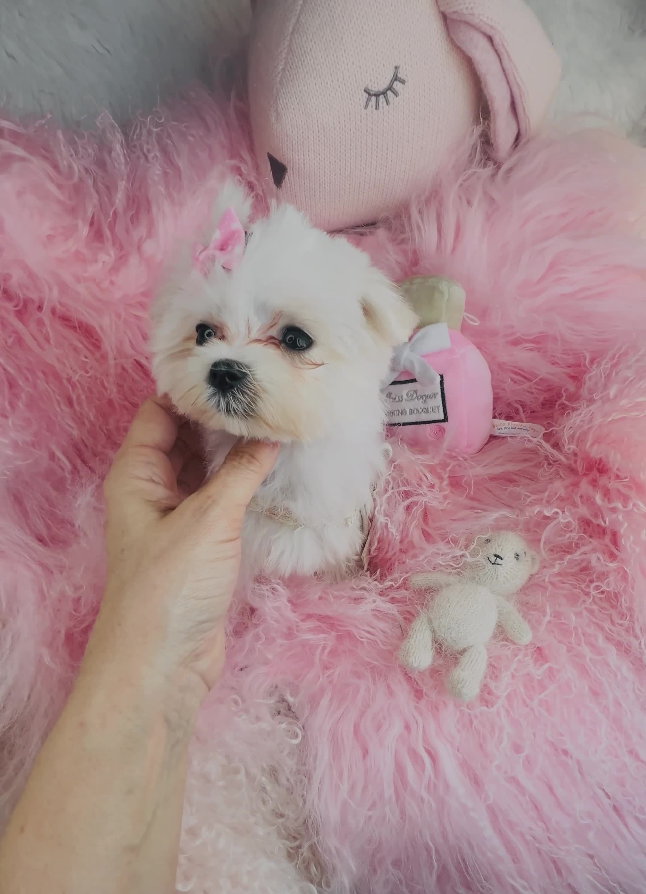 Maltese dogs for sale: Maltese Puppy 1 - Video 1