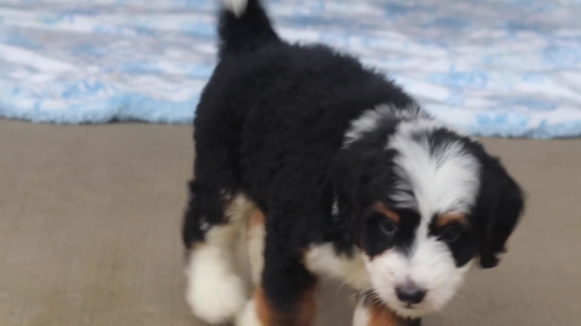 Mini Bernedoodle dogs for sale: Onyx - Video 5